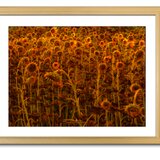 【額付アート写真/A3ノビ】TIRED SUNFLOWER（疲れた向日葵）の画像