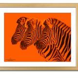【額付アート写真/A3サイズ】ORANGE ZEBRAS（オレンジのシマウマ達）オレンジバージョンの画像