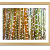【額付アート写真/A3サイズ】GREEN AND ORANGE BAMBOO FOREST（緑とオレンジの竹林）の画像