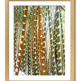 【額付アート写真/A3サイズ】GREEN AND ORANGE BAMBOO FOREST（緑とオレンジの竹林）タテバージョンの画像