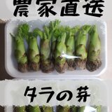 [農家直送]タラの芽100g以上 風味の強いトゲがある木のタラの芽 山菜