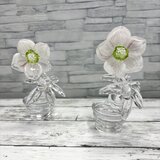 2月の鉢植え　クリスマスローズの画像