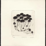 銅版画「しめじ」の画像