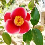 季節の茶花　なな様専用の画像
