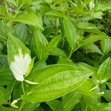 季節の茶花　なな様専用