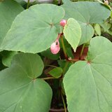 季節の茶花　mio 様専用