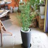 <1点のみ＞大きな　ミルクブッシュ の木　　スタイリッシュ鉢付きの画像
