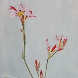 アルストロメリアの画像