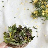 mother's day 2025 miniminiリース【トキワガマズミとミモザプルプレア】の画像