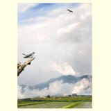 カッコウの止まり木の画像