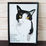 はちわれ猫さんのポスターの画像