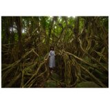 屋久島 魅入られる幻想の森 [2] 【風景写真・ポスターアート インテリア】の画像