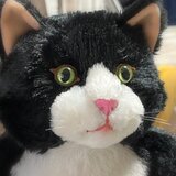 だらりん猫リニューアルの画像
