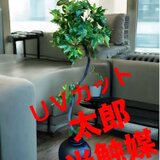 光触媒　人工観葉植物　ウォールグリーン　フェイクグリーン　アイビーポトス110の画像