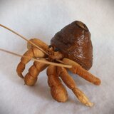 ★ヤドカリの木彫り置物★の画像