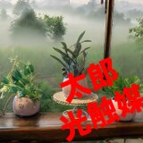 光触媒　人工観葉植物　ウォールグリーン　フェイクグリーン　豚陶器　オリーブ　モンステラ　バインリーフの画像