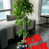 光触媒　人工観葉植物　ウォールグリーン　フェイクグリーン　アイビーポトス1204の画像