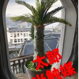 光触媒　人工観葉植物　ウォールグリーン　フェイクグリーン　フェニックス73 アレカヤシ　ココナッツヤシの画像