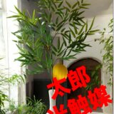 光触媒　人工観葉植物　ウォールグリーン　フェイクグリーン　七夕　笹108の画像