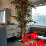 光触媒　人工観葉植物　ウォールグリーン　フェイクグリーン　イタリアンベンジャミン17570@@の画像