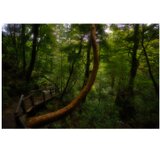 屋久島 魅入られる幻想の森 [5] 【風景写真・ポスターアート インテリア】の画像