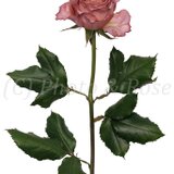 バラのポストカード　テナチュール