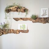 樫の古木・ ディスプレイ ウォールラック ～ ポストカード・写真・植物の画像