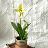 クレイの花(粘土)パフィオの画像