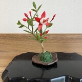 フクシアの画像