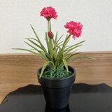 アルメリアの画像