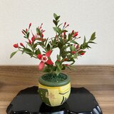 フクシアの画像