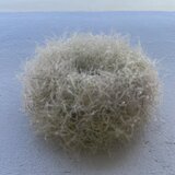 ふわふわのスモークツリーのリース　の画像