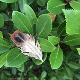 本革　羽根　ヤマドリ　ブローチ