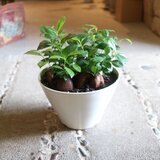 幸せになる！ 四つ子のガジュマル 大きめ ♡の画像
