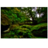 屋久島 魅入られる幻想の森 [6] 【風景写真・ポスターアート インテリア】の画像