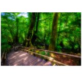 屋久島 魅入られる幻想の森 [7] 【風景写真・ポスターアート インテリア】の画像