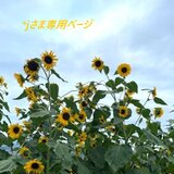 ＊ｊさま専用ページの画像
