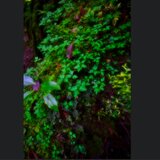 屋久島 魅入られる幻想の森 [8] 【風景写真・ポスターアート インテリア】の画像