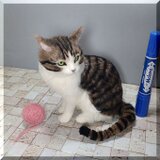 羊毛フェルト　猫　キジシロ猫さん 　ねこ　ネコ　猫フィギュアの画像