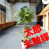 光触媒　人工観葉植物　ウォールグリーン　フェイクグリーン　マウンテンアッシュ@dの画像