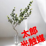 光触媒　人工観葉植物　ウォールグリーン　フェイクグリーン　マジカルウォーターＢＡの画像