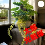 光触媒　人工観葉植物　ウォールグリーン　フェイクグリーン　モンステラ石花器54の画像