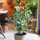 １点のみ＜再々再々入荷＞　ちょっと大きな♡ユーカリ ポポラスの木　ハートの葉っぱ