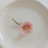 染め布花＊小さな秋桜のブローチ