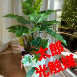 光触媒　人工観葉植物　ウォールグリーン　フェイクグリーン　モンステラポット04