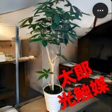 光触媒　人工観葉植物　ウォールグリーン　フェイクグリーン　パキラ12065j