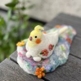 オカメインコさん、タマゴを抱っこ