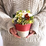 【 2025 Christmas 】　SS　リンゴンベリー