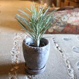 触ると幸せが訪れる！モンキーツリー　陶器鉢Bタイプ