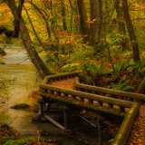 燃えたつ秋［12］【風景写真・おしゃれなポスターアート インテリア】【縦長】